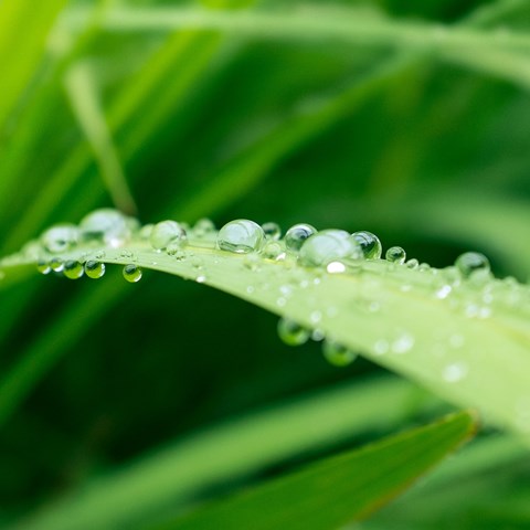 Facial Boosters and Add-ons